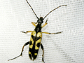 Rutpela maculata